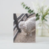 Wollvoll Postkarte (Stehend Vorderseite)