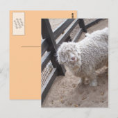 Wollvoll Postkarte (Vorne/Hinten)