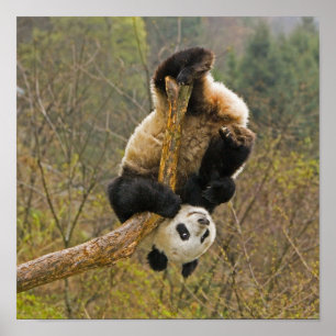 Wolong-Panda-Reservat, China, 2 1/2 Jahre alt Poster