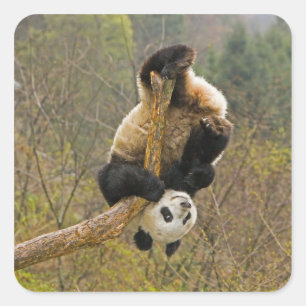 Wolong-Panda-Reservat, China, 2 1/2 Jahre alt Quadratischer Aufkleber