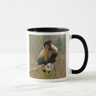 Wolong-Panda-Reservat, China, 2 1/2 Jahre alt Tasse
