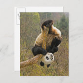 Wolong Panda Reserve, China, 2 1/2 Jahre alt Postkarte (Vorne/Hinten)