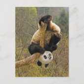 Wolong Panda Reserve, China, 2 1/2 Jahre alt Postkarte (Vorderseite)