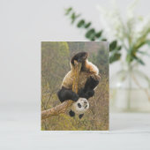Wolong Panda Reserve, China, 2 1/2 Jahre alt Postkarte (Stehend Vorderseite)