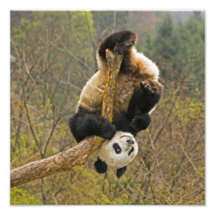Wolong-Pandareservat, China, 2 1/2 Jahre alt Fotodruck