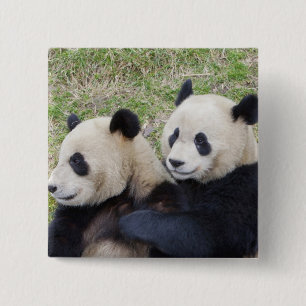 Wolong-Reservat, China, Riesenpanda umarmend Button