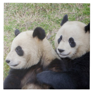 Wolong-Reservat, China, Riesenpanda umarmend Fliese