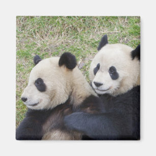 Wolong-Reservat, China, Riesenpanda umarmend Magnet