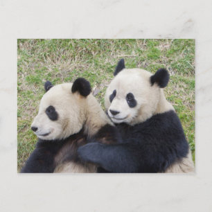 Wolong-Reservat, China, Riesenpanda umarmend Postkarte