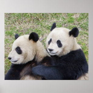 Wolong-Reservat, China, Riesiger Panda umarmt Poster