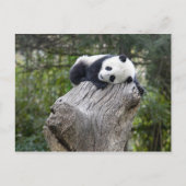 Wolong Reserve, China, Baby-Panda-Schlaf Postkarte (Vorderseite)