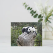 Wolong Reserve, China, Baby-Panda-Schlaf Postkarte (Stehend Vorderseite)