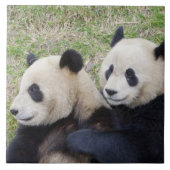 Wolong Reserve, China, Riesenpanda-Umarmung Fliese (Vorderseite)