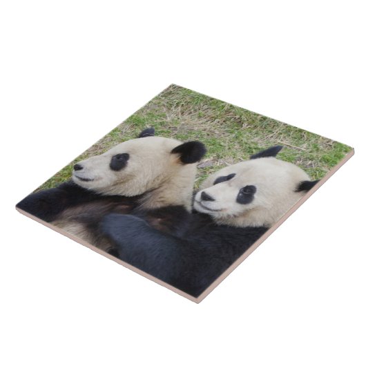 Wolong Reserve, China, Riesenpanda-Umarmung Fliese (Seite)