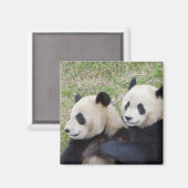 Wolong Reserve, China, Riesenpanda-Umarmung Magnet (Vorderseite/Rückseite)