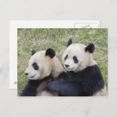 Wolong Reserve, China, Riesenpanda-Umarmung Postkarte (Vorne/Hinten)