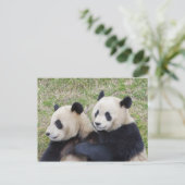 Wolong Reserve, China, Riesenpanda-Umarmung Postkarte (Stehend Vorderseite)
