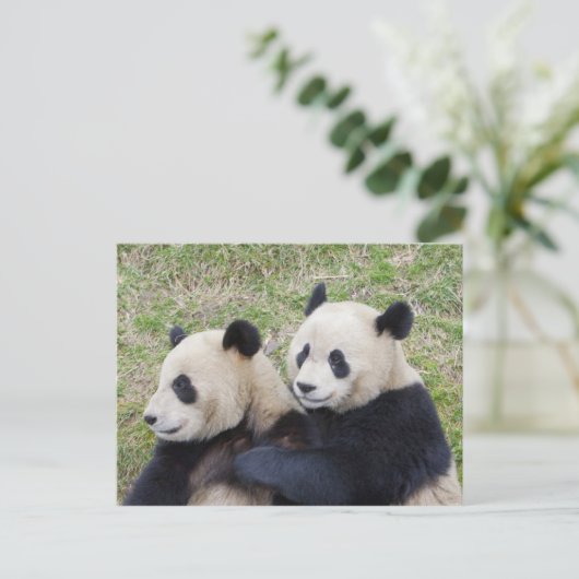 Wolong Reserve, China, Riesenpanda-Umarmung Postkarte (Stehend Vorderseite)