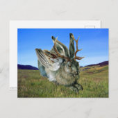 Wolpertinger Postkarte (Vorne/Hinten)