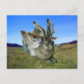 Wolpertinger Postkarte (Vorderseite)