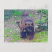 Wolverine #1 Postcard Postkarte (Vorderseite)