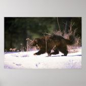 Wolverine durch Schnee rennen Poster (Vorne)