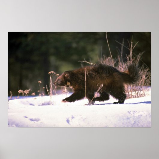 Wolverine durch Schnee rennen Poster (Vorne)