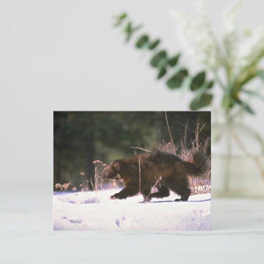 Wolverine durch Schnee rennen Postkarte (Stehend Vorderseite)
