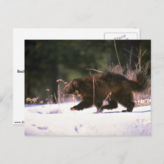 Wolverine durch Schnee rennen Postkarte (Vorne/Hinten)