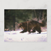 Wolverine durch Schnee rennen Postkarte (Vorderseite)