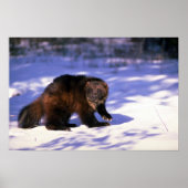 Wolverine im Schnee Poster (Vorne)