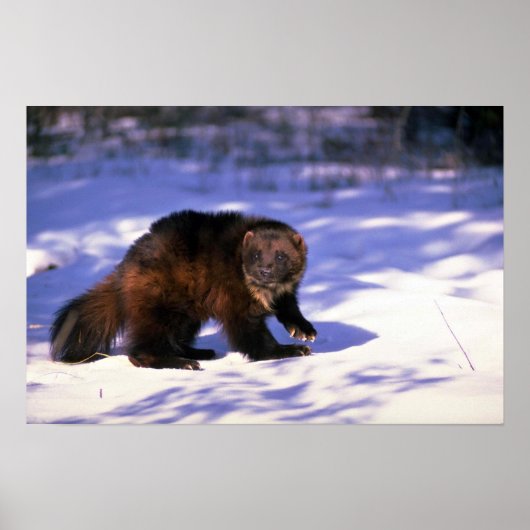 Wolverine im Schnee Poster (Vorne)