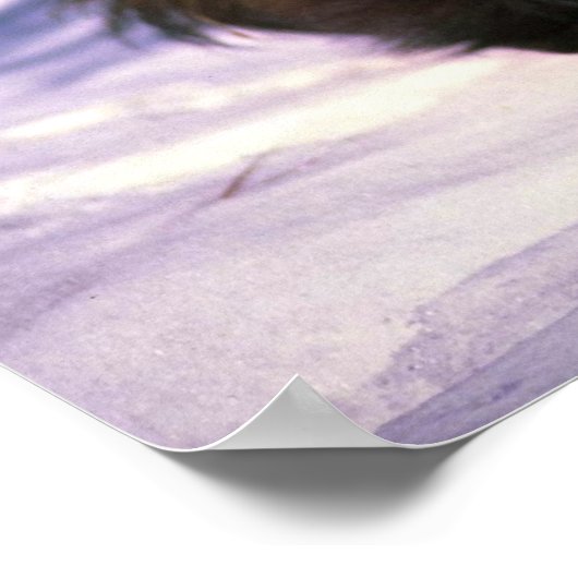 Wolverine im Schnee Poster (Ecke)