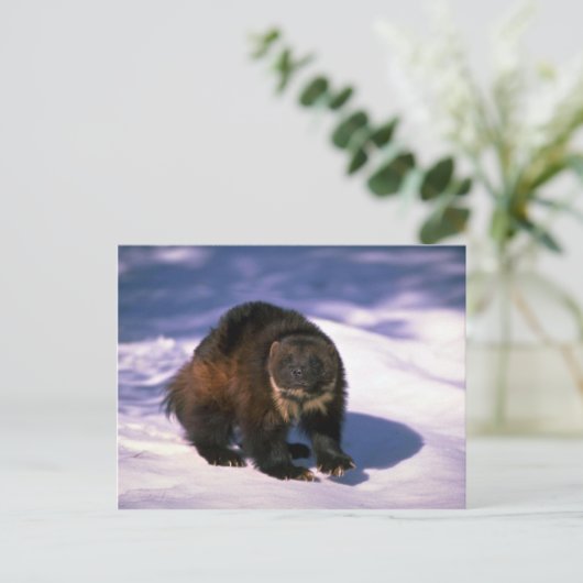 Wolverine im Schnee Postkarte (Stehend Vorderseite)