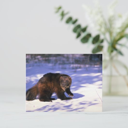 Wolverine im Schnee Postkarte (Stehend Vorderseite)