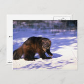 Wolverine im Schnee Postkarte (Vorne/Hinten)