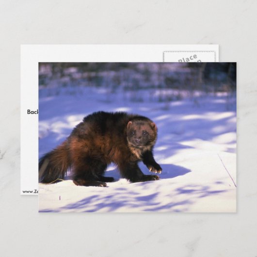 Wolverine im Schnee Postkarte (Vorne/Hinten)