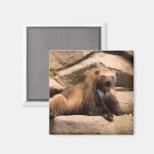 Wolverine Magnet (Vorderseite/Rückseite)