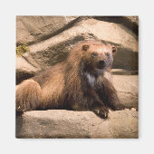 Wolverine Magnet (Vorne)