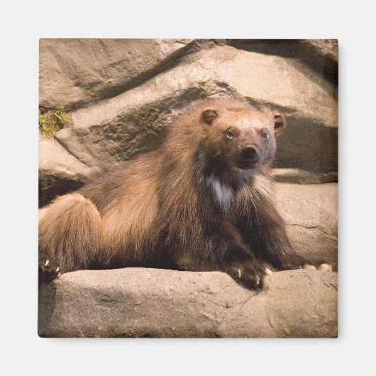 Wolverine Magnet (Vorne)