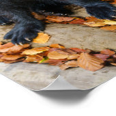 Wolverine mit großen Paws Poster (Ecke)