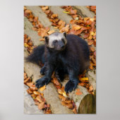 Wolverine mit großen Paws Poster (Vorne)