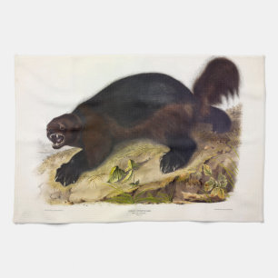 Wolverine oder Wolverene (Gulo gulo) von Audubon Geschirrtuch