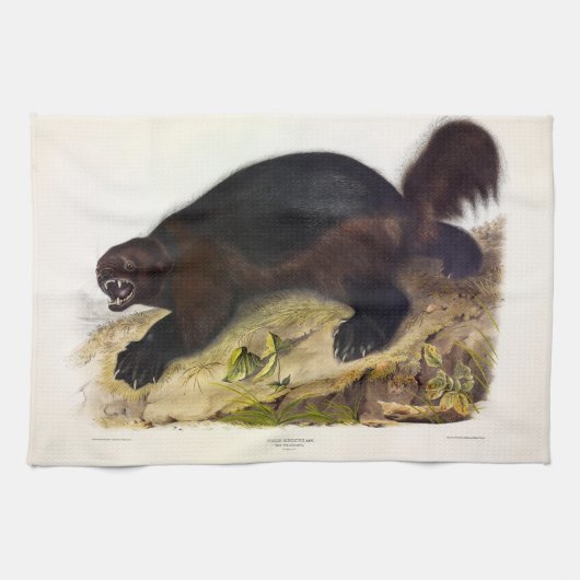 Wolverine oder Wolverene (Gulo gulo) von Audubon Geschirrtuch (Horizontal)