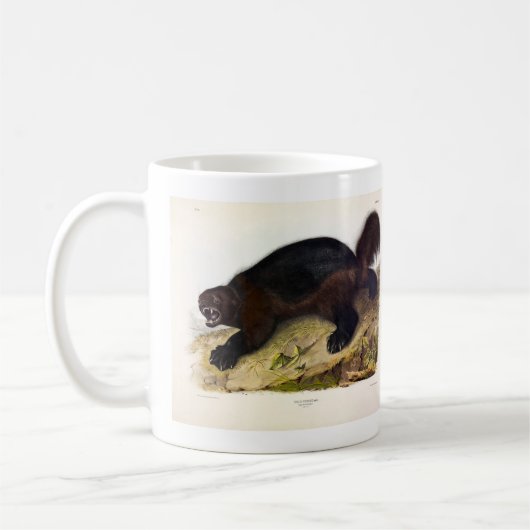Wolverine oder Wolverene (Gulo gulo) von Audubon Kaffeetasse (Links)