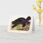 Wolverine oder Wolverene (Gulo gulo) von Audubon Karte (Gelbe Blume)