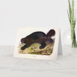 Wolverine oder Wolverene (Gulo gulo) von Audubon Karte