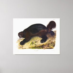 Wolverine oder Wolverene (Gulo gulo) von Audubon Leinwanddruck