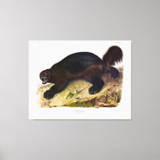 Wolverine oder Wolverene (Gulo gulo) von Audubon Leinwanddruck (Vorderseite)