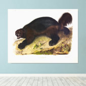 Wolverine oder Wolverene (Gulo gulo) von Audubon Leinwanddruck (Insitu (Holzboden))